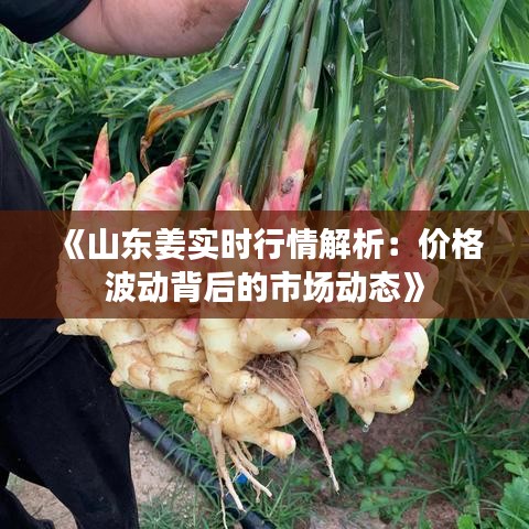 《山东姜实时行情解析：价格波动背后的市场动态》