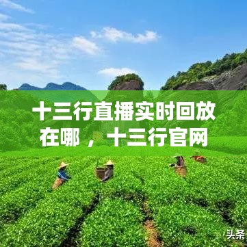 十三行直播实时回放在哪 ，十三行官网