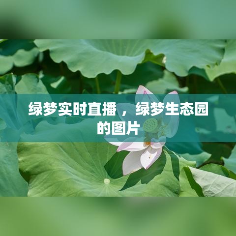 绿梦实时直播 ，绿梦生态园的图片