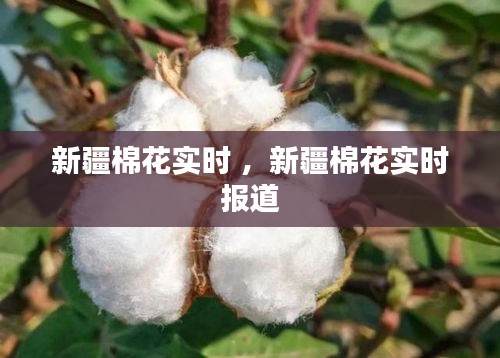 新疆棉花实时 ，新疆棉花实时报道