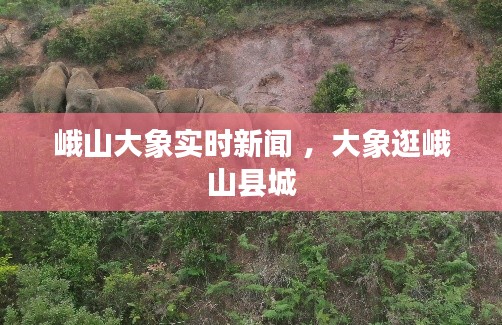 峨山大象实时新闻 ，大象逛峨山县城