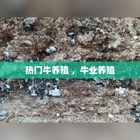 热门牛养殖 ，牛业养殖