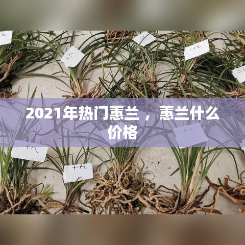 2021年热门蕙兰 ，蕙兰什么价格