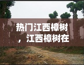 热门江西樟树 ，江西樟树在哪个位置