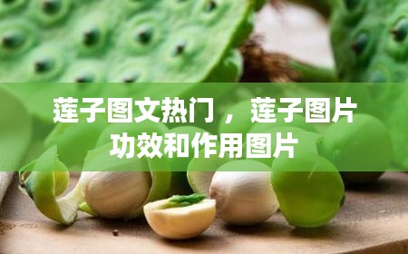 莲子图文热门 ，莲子图片功效和作用图片