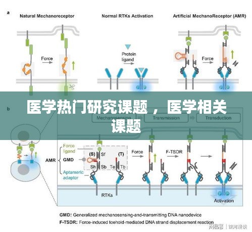 医学热门研究课题 ，医学相关课题