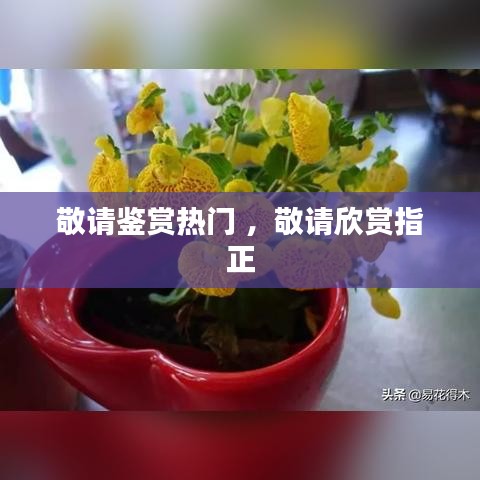 敬请鉴赏热门 ，敬请欣赏指正