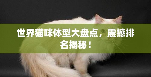 世界猫咪体型大盘点，震撼排名揭秘！