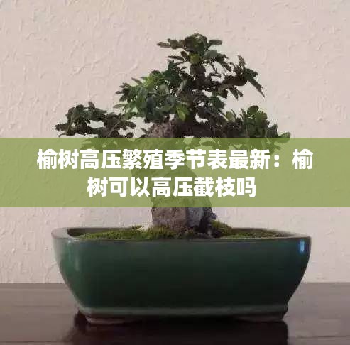 榆树高压繁殖季节表最新：榆树可以高压截枝吗 