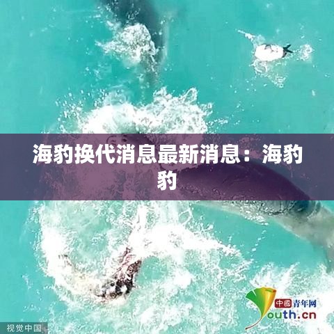 海豹换代消息最新消息：海豹 豹 