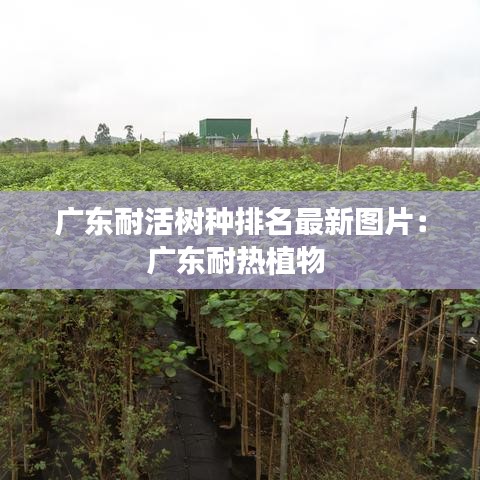 广东耐活树种排名最新图片：广东耐热植物 