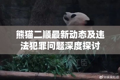 熊猫二顺最新动态及违法犯罪问题深度探讨