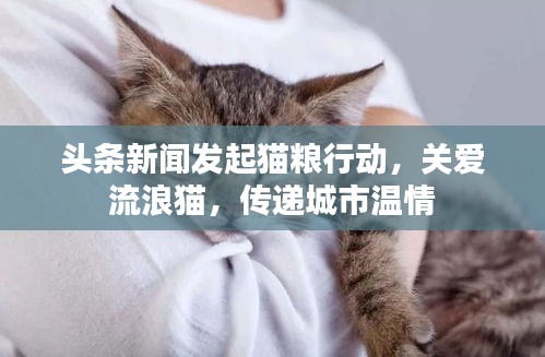 头条新闻发起猫粮行动，关爱流浪猫，传递城市温情