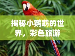 揭秘小鹦鹉的世界，彩色旅游攻略带你开启奇妙之旅