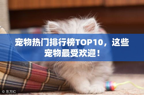 宠物热门排行榜TOP10，这些宠物最受欢迎！