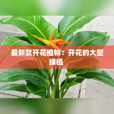 最新款开花植物：开花的大型绿植 