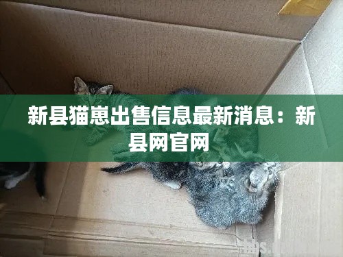 新县猫崽出售信息最新消息：新县网官网 