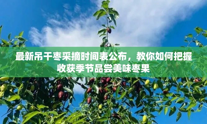 最新吊干枣采摘时间表公布，教你如何把握收获季节品尝美味枣果