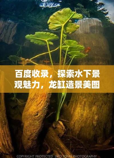 百度收录，探索水下景观魅力，龙缸造景美图欣赏