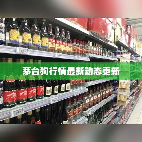 茅台狗行情最新动态更新