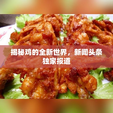 揭秘鸡的全新世界，新闻头条独家报道