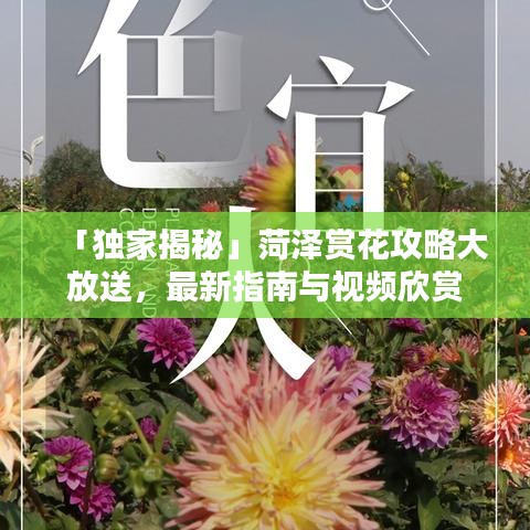 「独家揭秘」菏泽赏花攻略大放送，最新指南与视频欣赏