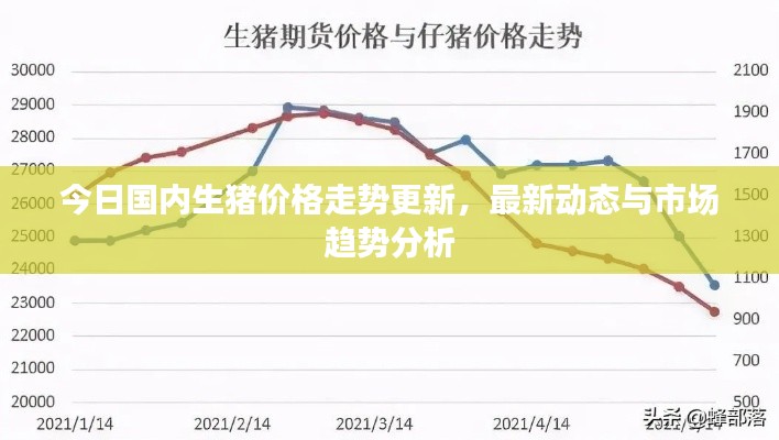 今日国内生猪价格走势更新，最新动态与市场趋势分析