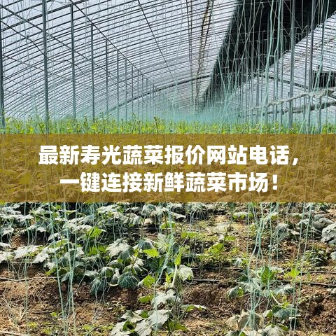 最新寿光蔬菜报价网站电话，一键连接新鲜蔬菜市场！