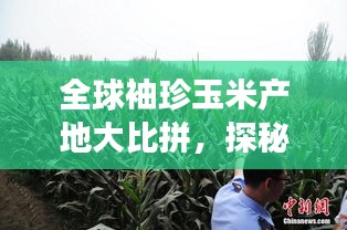 全球袖珍玉米产地大比拼，探秘最佳种植地榜单！