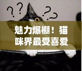 魅力爆棚！猫咪界最受喜爱TOP10榜单揭晓！