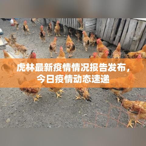 虎林最新疫情情况报告发布，今日疫情动态速递