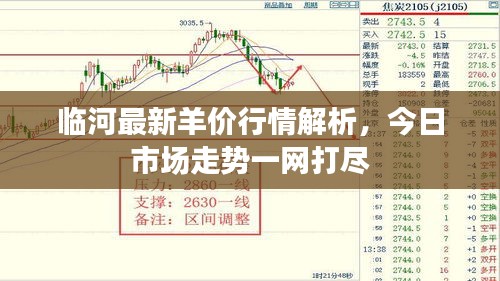 临河最新羊价行情解析，今日市场走势一网打尽