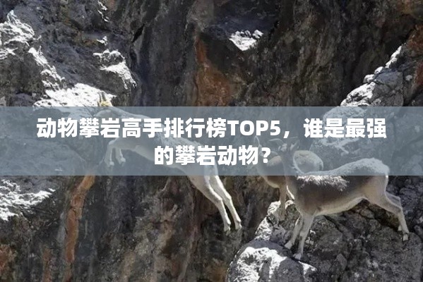 动物攀岩高手排行榜TOP5，谁是最强的攀岩动物？