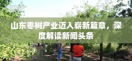 山东枣树产业迈入崭新篇章，深度解读新闻头条