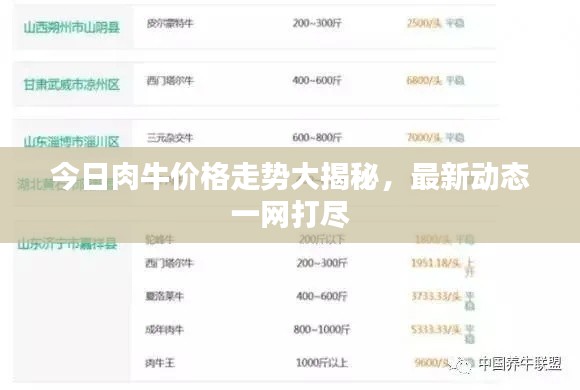 今日肉牛价格走势大揭秘，最新动态一网打尽