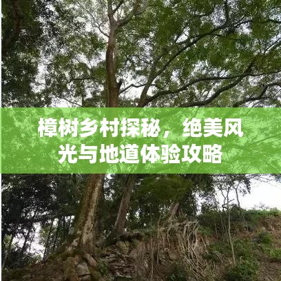 樟树乡村探秘，绝美风光与地道体验攻略