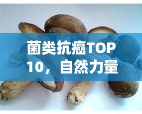 菌类抗癌TOP10，自然力量的抗癌奇迹