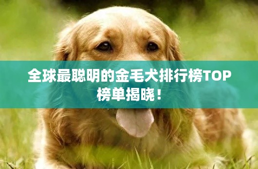 全球最聪明的金毛犬排行榜TOP榜单揭晓！