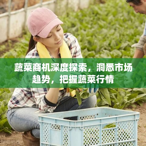 蔬菜商机深度探索，洞悉市场趋势，把握蔬菜行情