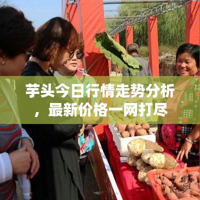 芋头今日行情走势分析，最新价格一网打尽