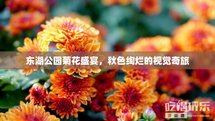 东湖公园菊花盛宴，秋色绚烂的视觉奇旅