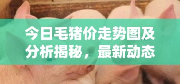今日毛猪价走势图及分析揭秘，最新动态一网打尽