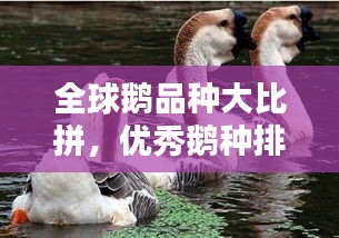 全球鹅品种大比拼，优秀鹅种排名榜单揭晓！