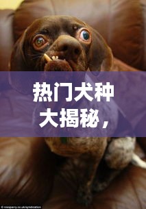 热门犬种大揭秘，小狗的世界排名探索
