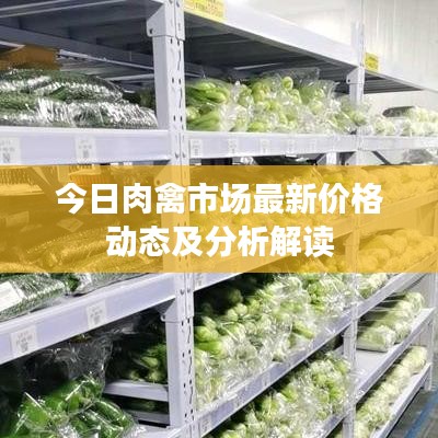 今日肉禽市场最新价格动态及分析解读