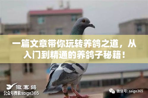 一篇文章带你玩转养鸽之道，从入门到精通的养鸽子秘籍！