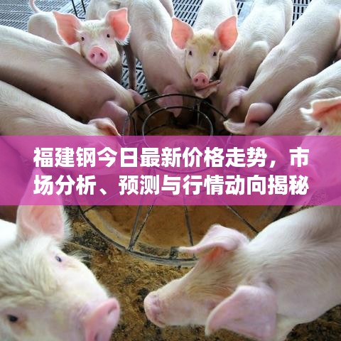 福建钢今日最新价格走势，市场分析、预测与行情动向揭秘