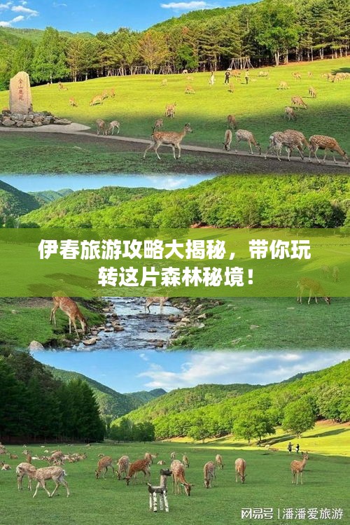 伊春旅游攻略大揭秘，带你玩转这片森林秘境！