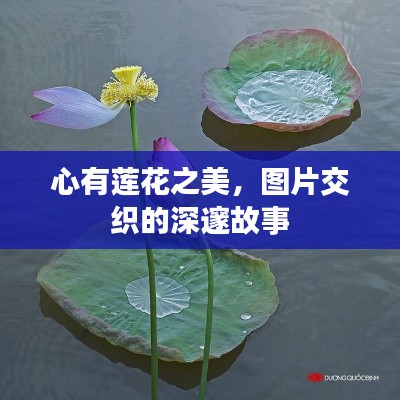 心有莲花之美，图片交织的深邃故事