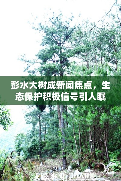彭水大树成新闻焦点，生态保护积极信号引人瞩目